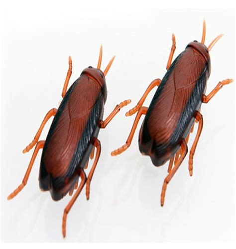 바퀴벌레 모형